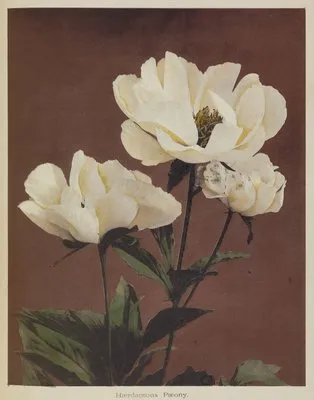 Hærdaceous Pæony. (1896)