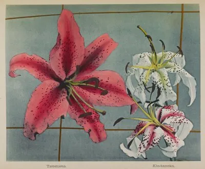 Lily (1896) (Lily (1896))