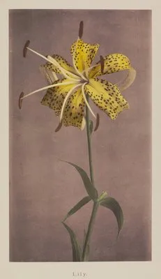 Lily (1896) (Lily (1896))