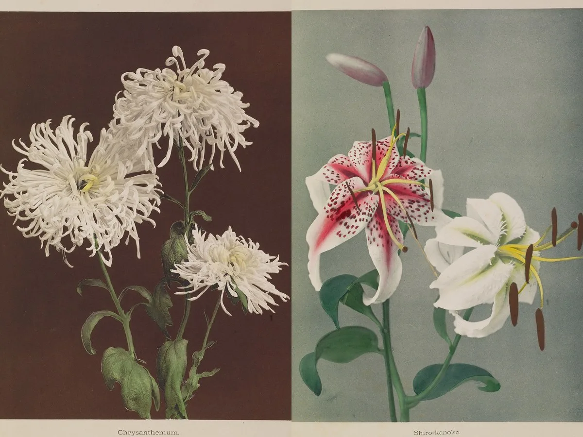 Some Japanese Flowers