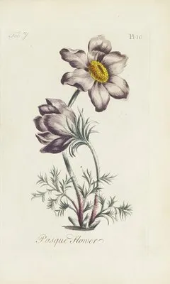 Pasque flower (1770) (Pasque flower (1770))