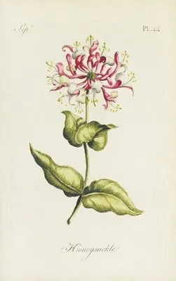Honeysuckle (1770) (Honeysuckle (1770))