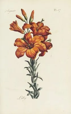 Lilly (1770) (Lilly (1770))