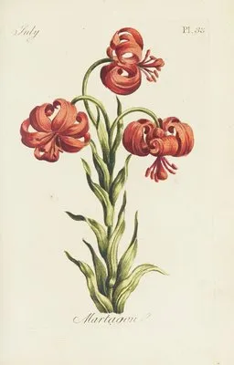 Martagon (1770) (Martagon (1770))