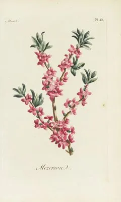 Mezereon (1770) (Mezereon (1770))
