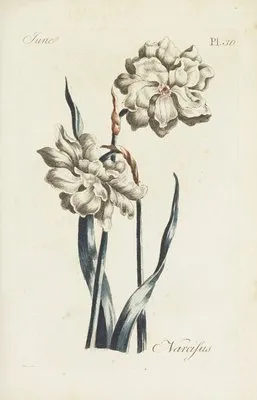 Narcissus (1770) (Narcissus (1770))