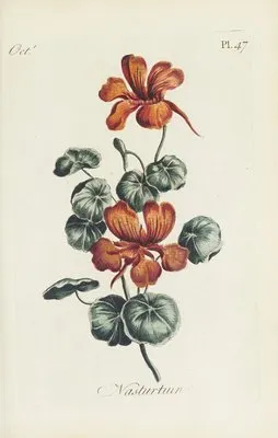 Nasturtium (1770) (Nasturtium (1770))