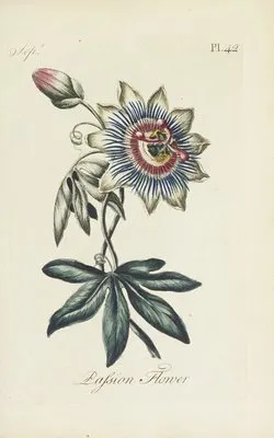 Passion flower (1770) (Passion flower (1770))