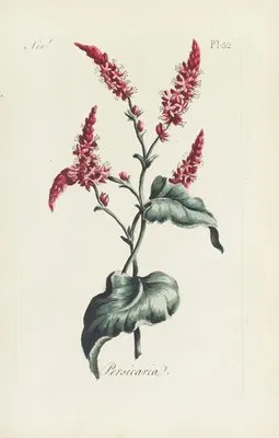 Persicaria (1770) (Persicaria (1770))