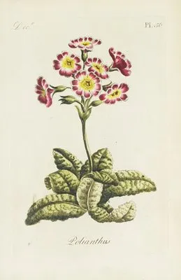 Polianthos (1770) (Polianthos (1770))