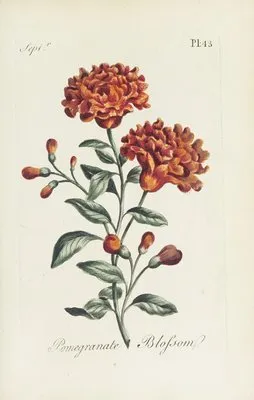 Pomegranate blossom (1770) (Pomegranate blossom (1770))