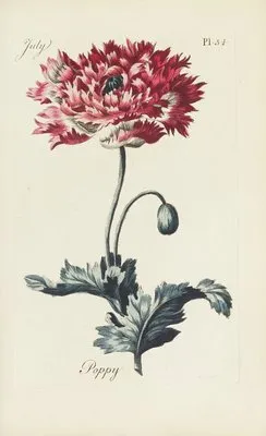 Poppy (1770) (Poppy (1770))
