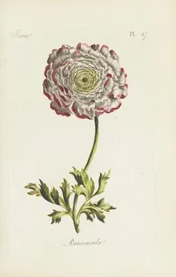 Ranuncula (1770) (Ranuncula (1770))