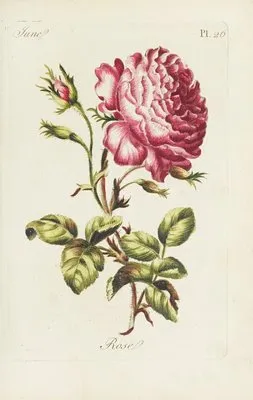 Rose (1770) (Rose (1770))