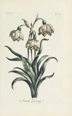 Snow Drop (1770) (Snow Drop (1770))