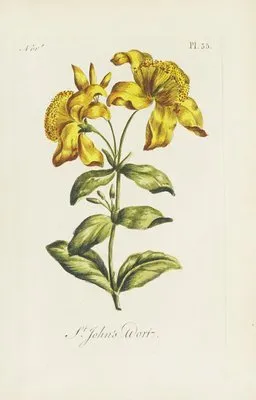 St. John’s wort (1770)