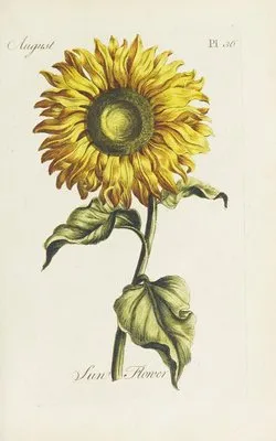 Sun flower (1770) (Sun flower (1770))