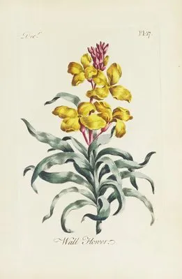 Wall Flower (1770) (Wall Flower (1770))