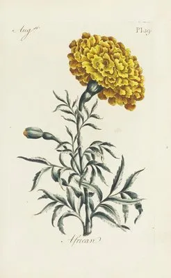 African (1770) (African (1770))