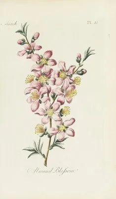 Almond blossom (1770) (Almond blossom (1770))