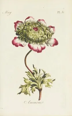 Anemone (1770) (Anemone (1770))