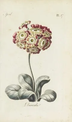 Auricula (1770) (Auricula (1770))