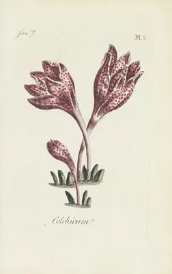 Colchicum (1770) (Colchicum (1770))