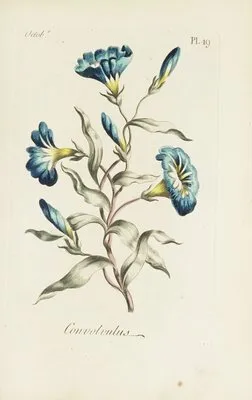 Convolvulus (1770) (Convolvulus (1770))