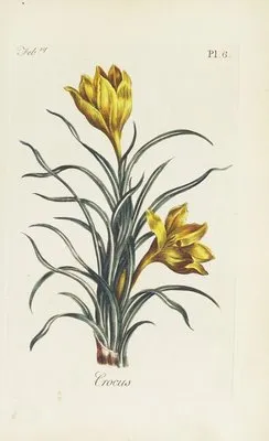 Crocus (1770) (Crocus (1770))