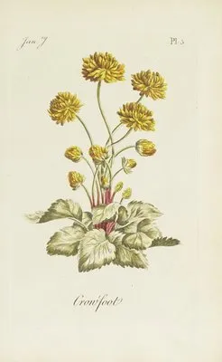 Crowfoot (1770) (Crowfoot (1770))
