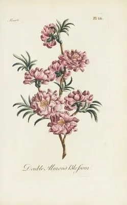 Double almond blossom (1770) (Double almond blossom (1770))