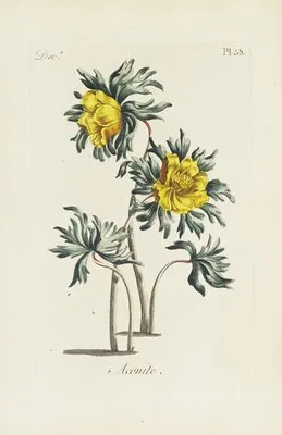 Aconite (1770) (Aconite (1770))