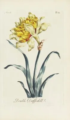 Double Daffodill (1770) (Double Daffodill (1770))