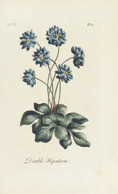 Double Hepatica (1770) (Double Hepatica (1770))