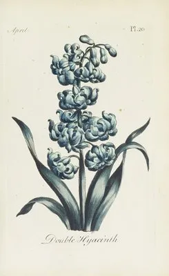 Double Hyacinth (1770) (Double Hyacinth (1770))