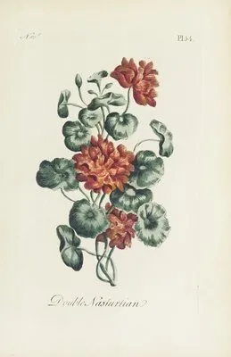 Double nasturtian (1770) (Double nasturtian (1770))