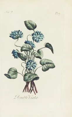 Double violet (1770) (Double violet (1770))