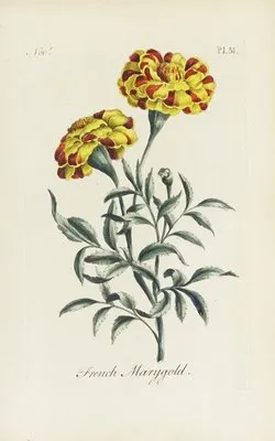 French Marygold (1770) (French Marygold (1770))