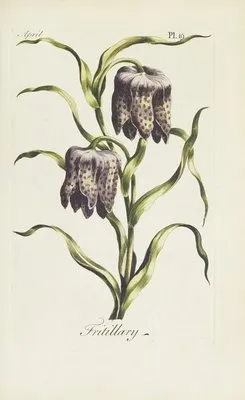 Fritillary (1770) (Fritillary (1770))