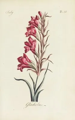 Gladiolus (1770) (Gladiolus (1770))