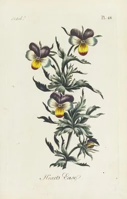 Heart’s ease (1770)