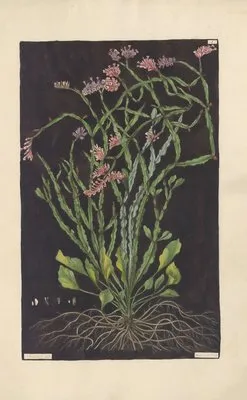 Statice mucronata (1819) (Statice mucronata (1819))