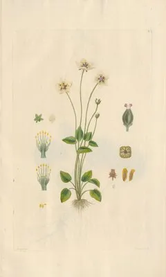 Parnassia palustris (1819) (Parnassia palustris (1819))
