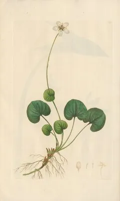 Parnassia asarifolia (1819) (Parnassia asarifolia (1819))