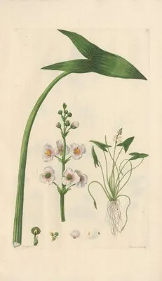 Sagittaria sagittifolia (1819) (Sagittaria sagittifolia (1819))