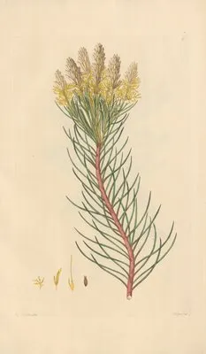 Aulax pinifolia (1819) (Aulax pinifolia (1819))