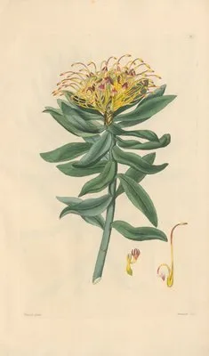 Leucospermum medium (1819) (Leucospermum medium (1819))