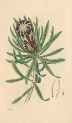 Protea melaleuca (1819) (Protea melaleuca (1819))