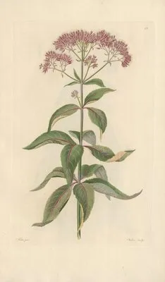 Eupatorium purpureum (1819) (Eupatorium purpureum (1819))