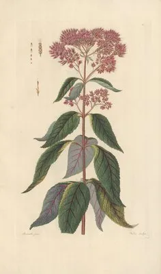 Eupatorium maculatum (1819) (Eupatorium maculatum (1819))